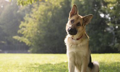 Services Vétérinaires Chien